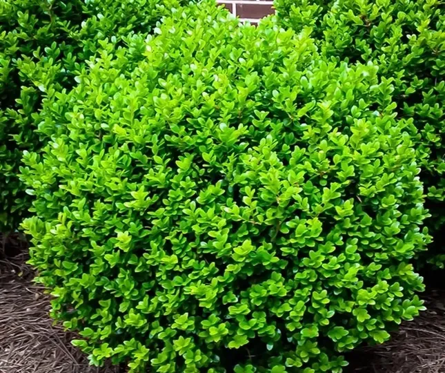 Саженцы Самшита (Buxus)  - изображение 1